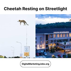 Cheetah Resting on Streetlights